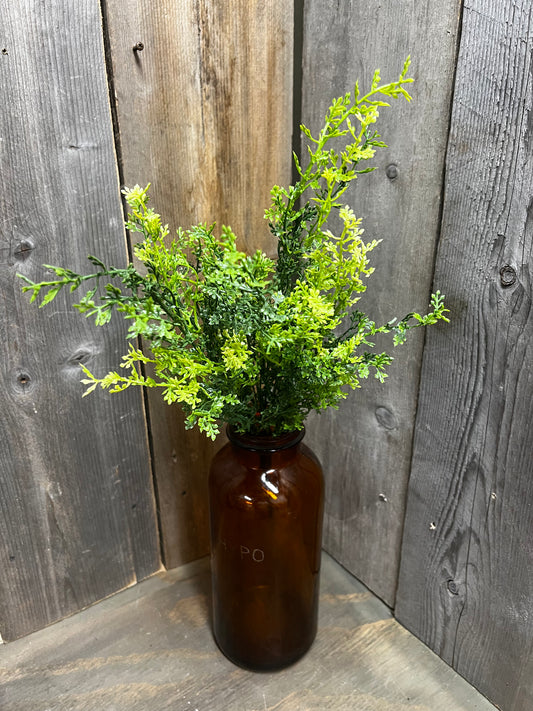 Bush, 20", FUMALIA PLANT