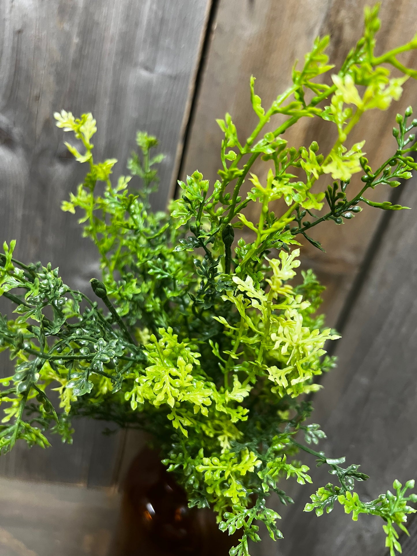 Bush, 20", FUMALIA PLANT