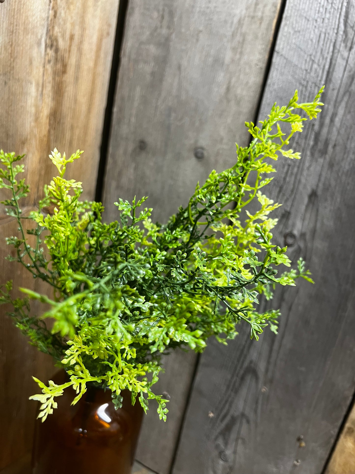 Bush, 20", FUMALIA PLANT