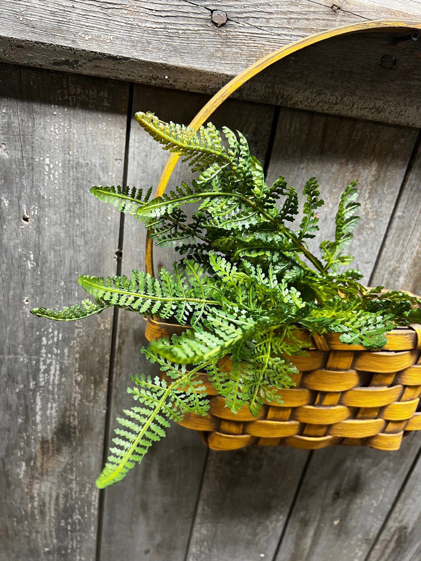 Pick, 12" FERN