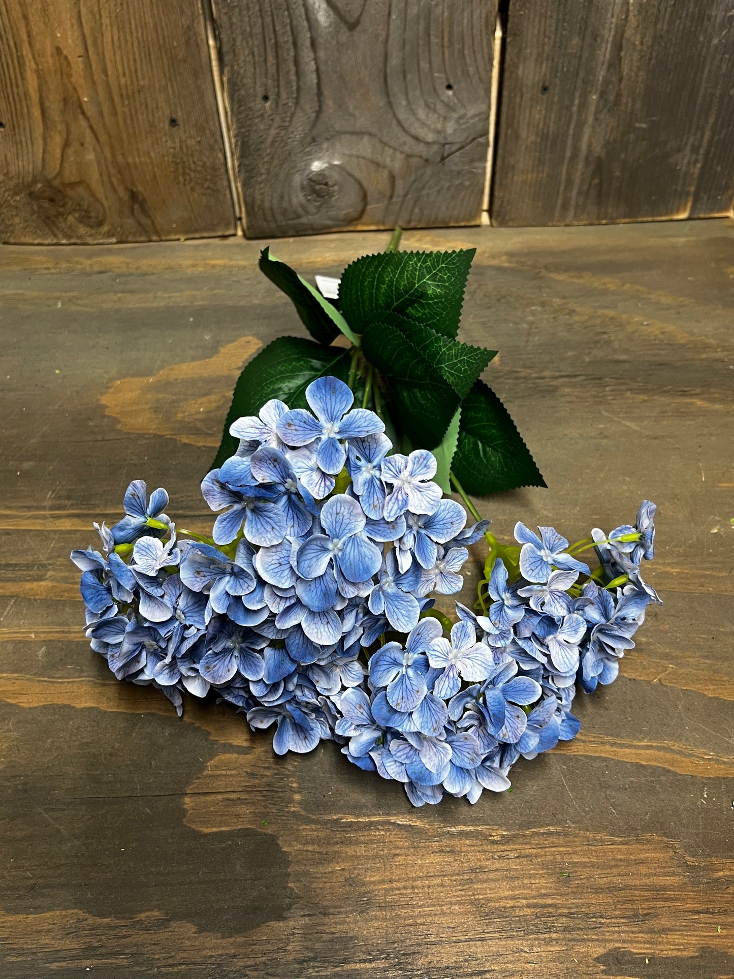 Bush, HYDRANGEA, WHITE or BLUE