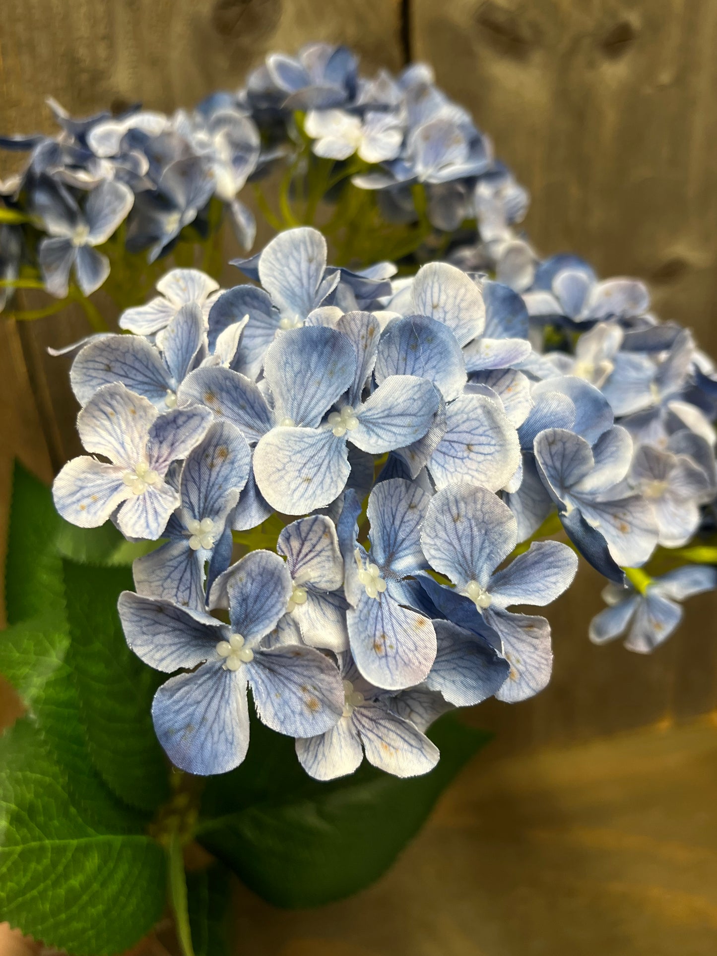 Bush, HYDRANGEA, WHITE or BLUE