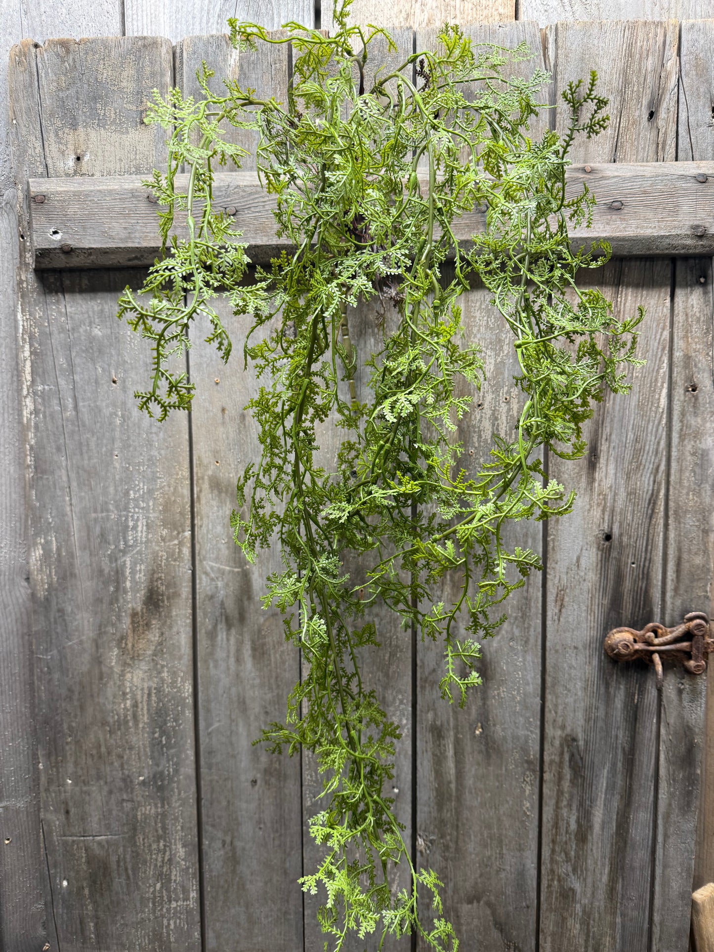 Hanging Bush,  CARROT FERN