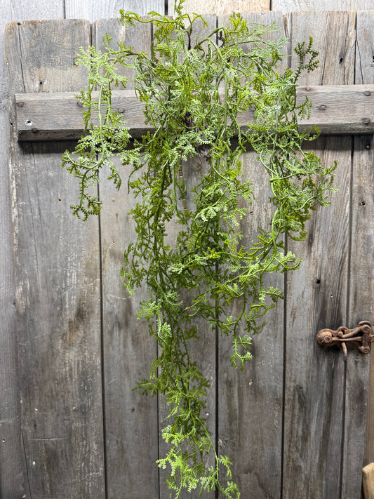 Hanging Bush,  CARROT FERN