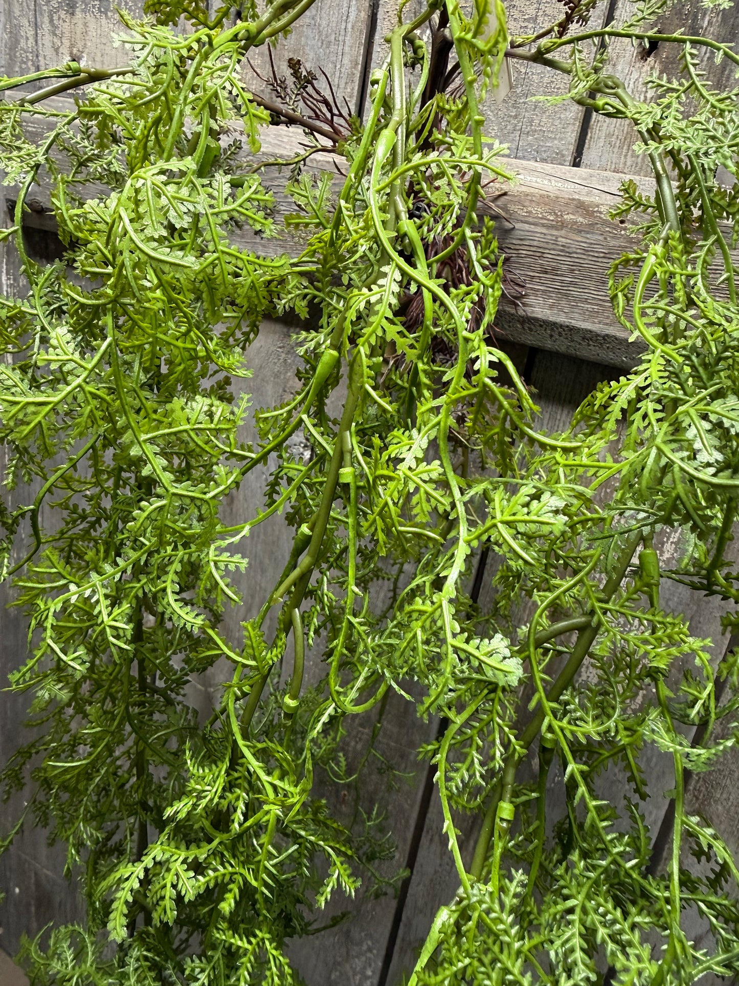 Hanging Bush,  CARROT FERN
