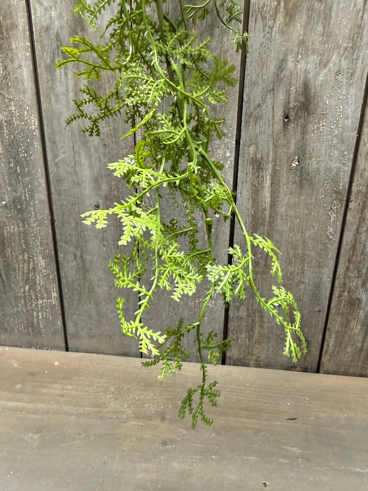 Hanging Bush,  CARROT FERN