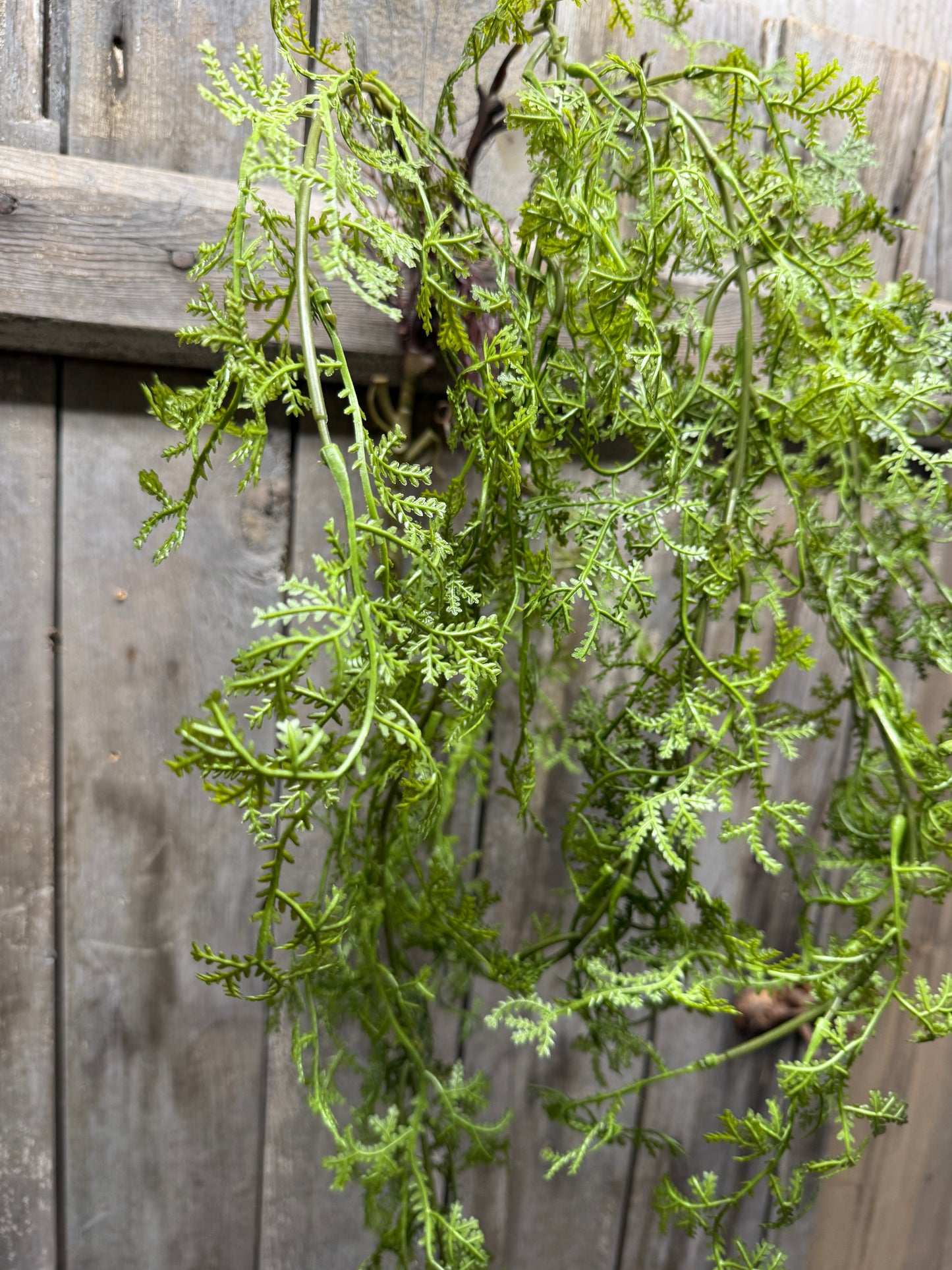 Hanging Bush,  CARROT FERN