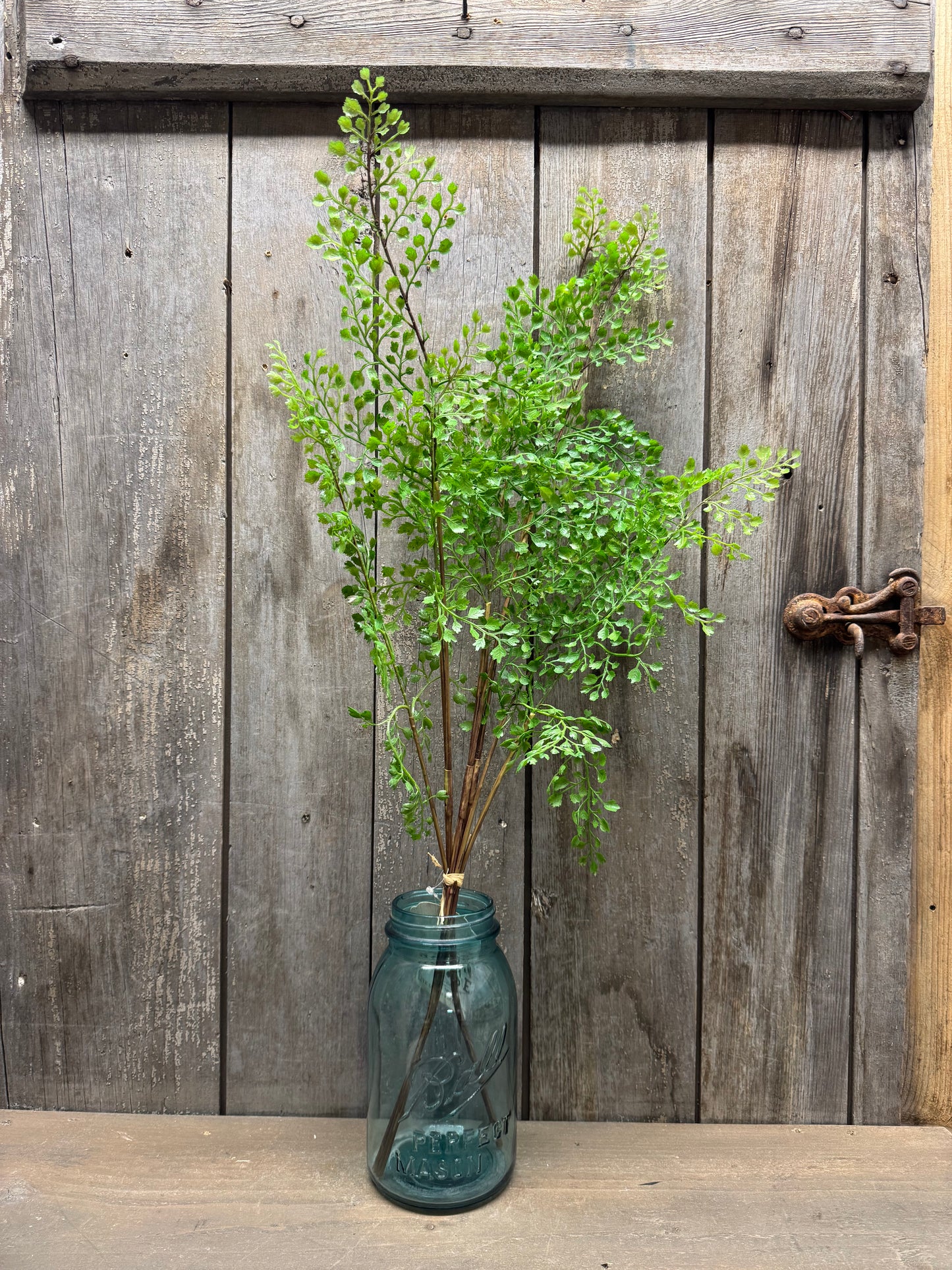 3 Pick, 26" MAIDENHAIR FERN