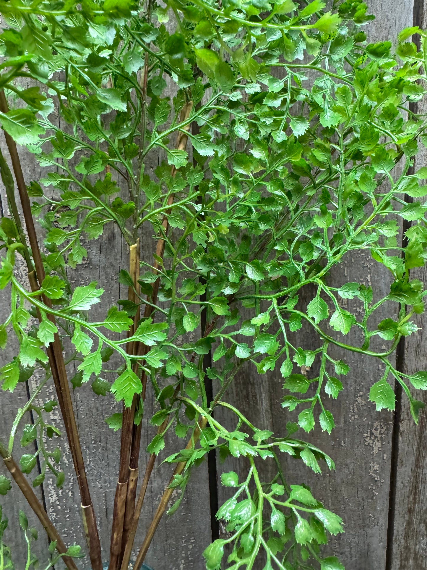 3 Pick, 26" MAIDENHAIR FERN