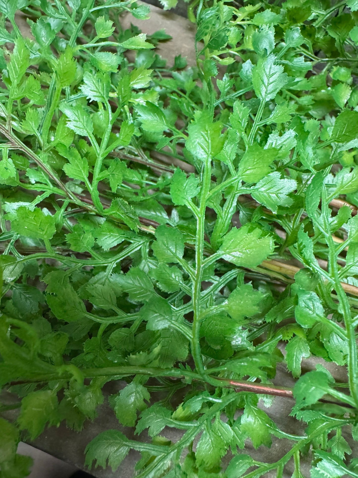 3 Pick, 26" MAIDENHAIR FERN