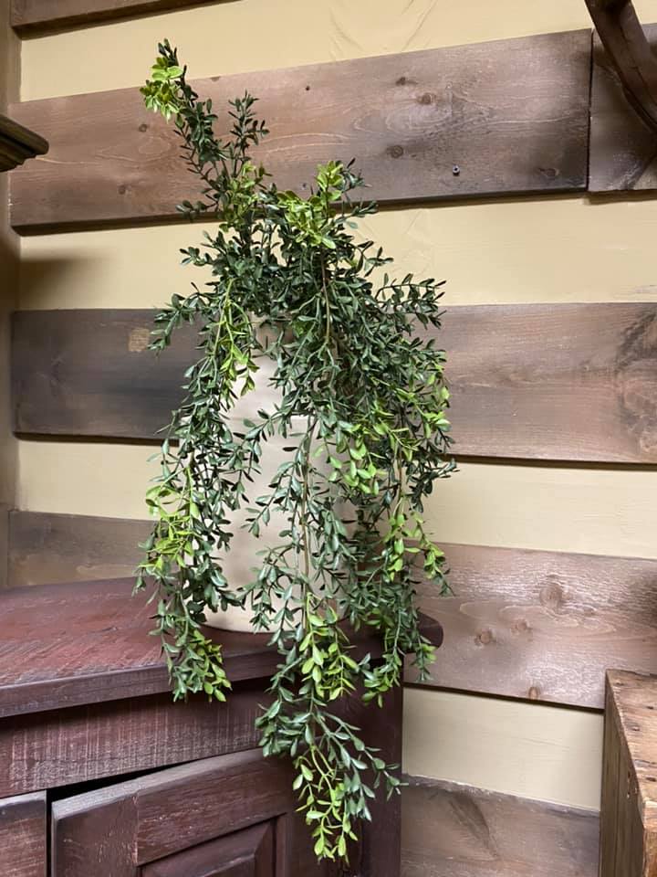 Hanging Bush, 32.5",  NEW ENGLAND BOXWOOD