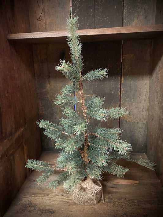 Tree, 24”, FOXTAIL PINE
