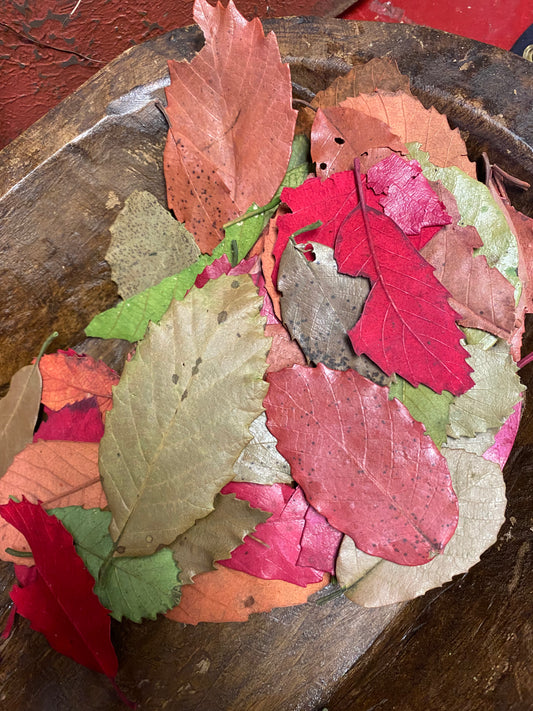 Fall Leaves, Preserved, 1 ounce