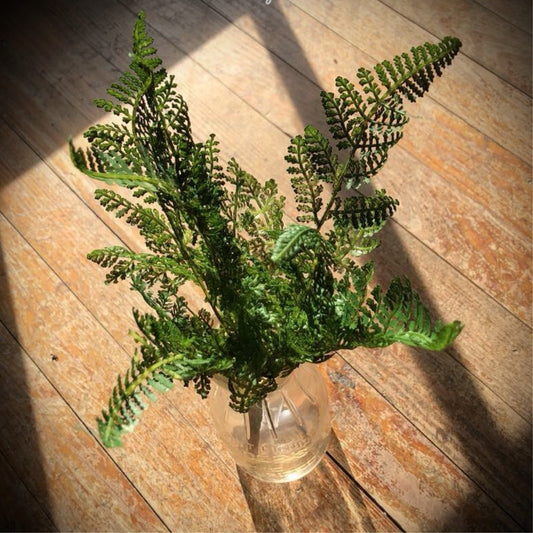 Simple Fern