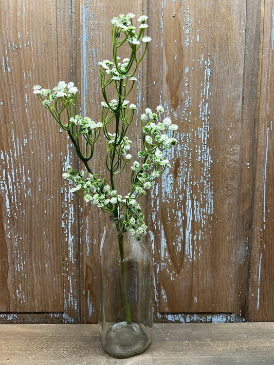 Pick, BABY'S BREATH