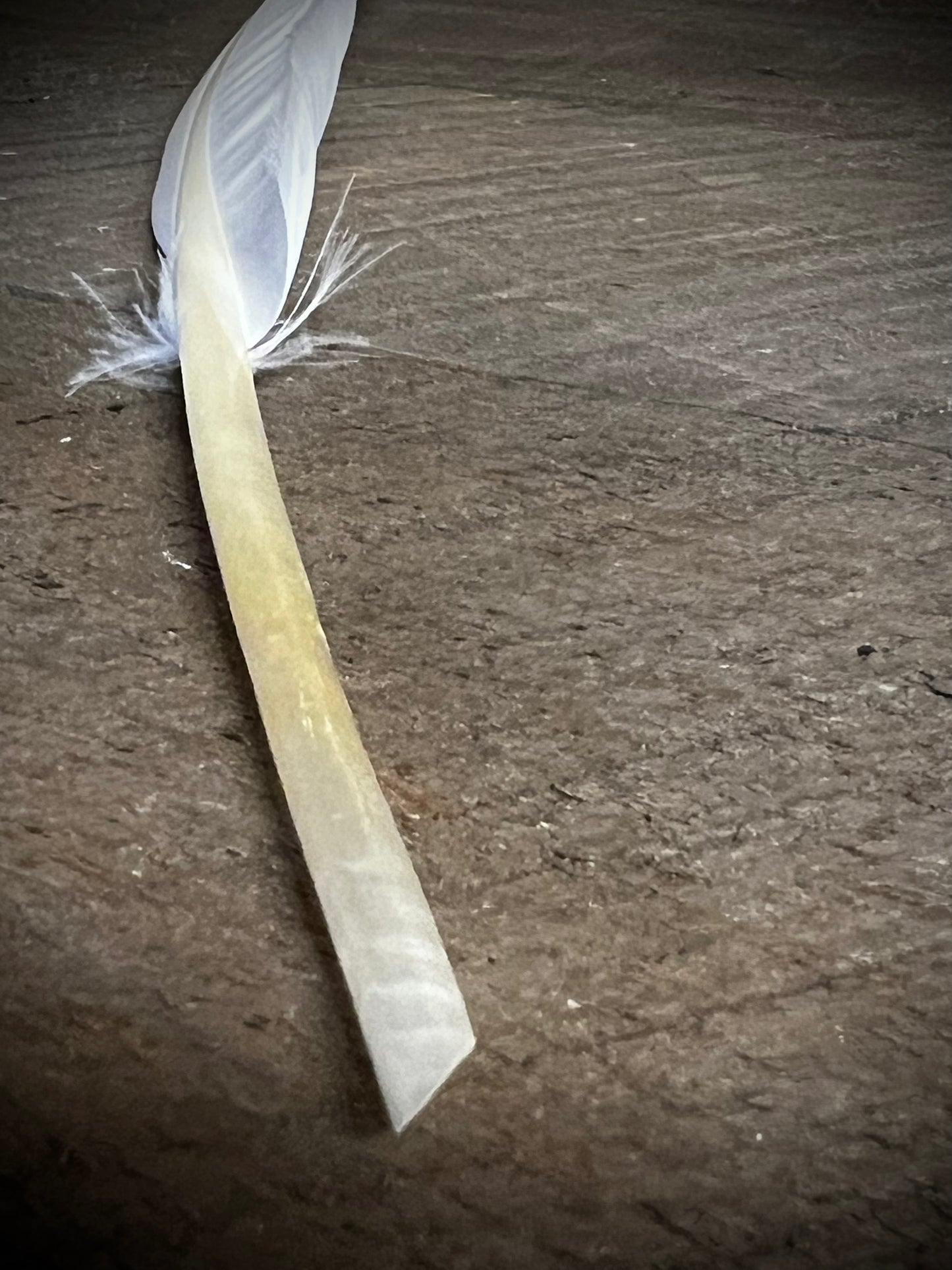 Goose Quill Feather, 12", WHITE