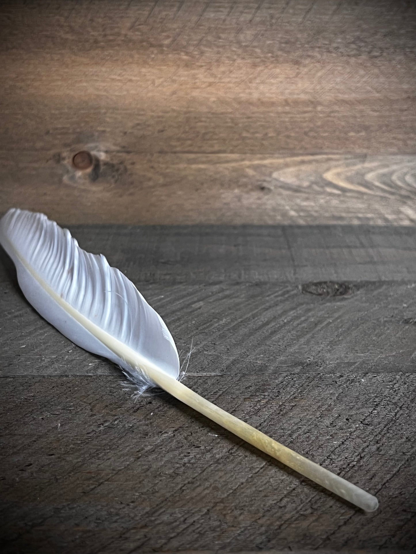 Goose Quill Feather, 12", WHITE