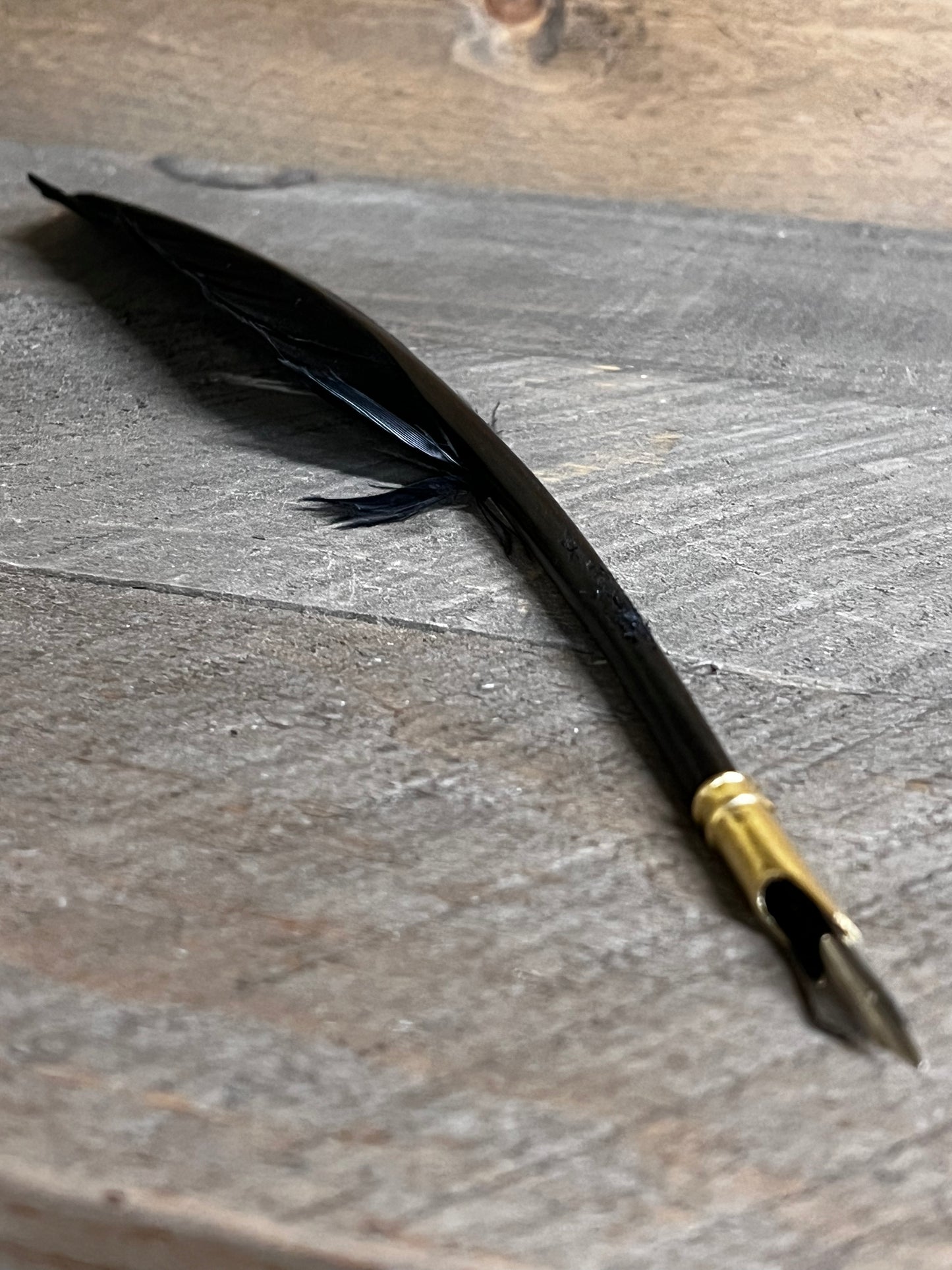 Goose Feather Quill w/ Brass Nib, 12", BLACK