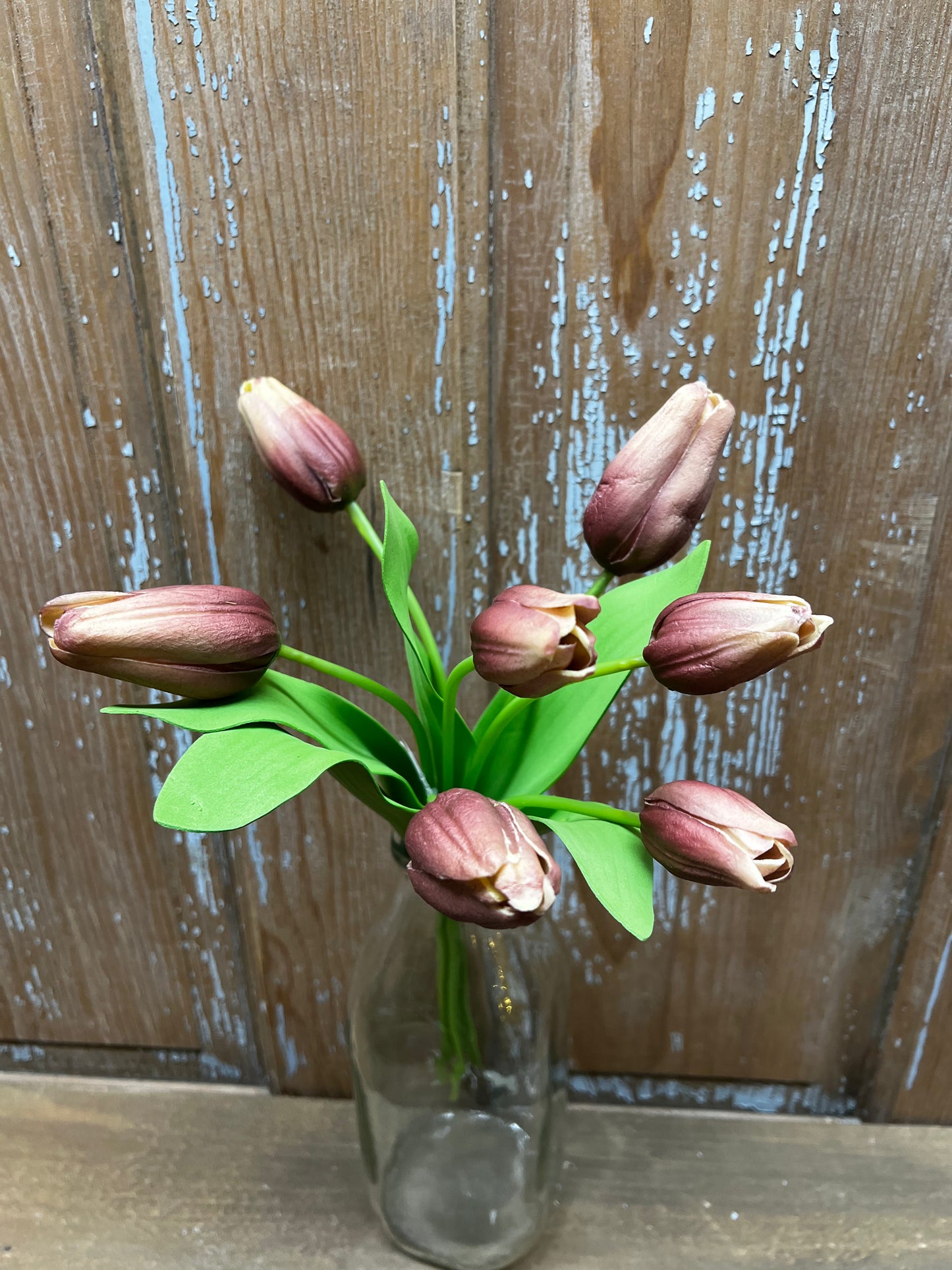 Tulip Time, AURORA