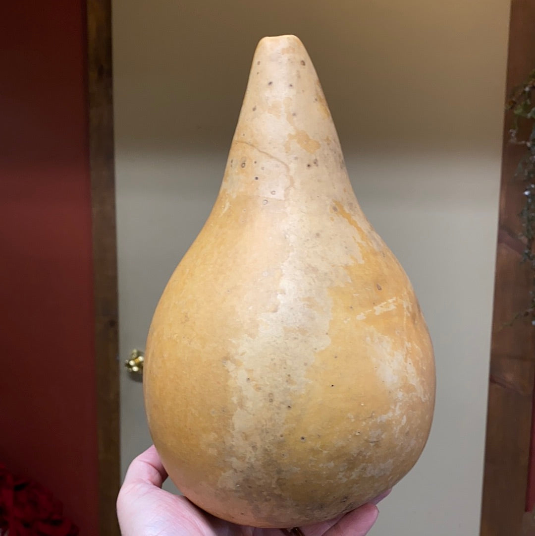 Gourd, PEAR