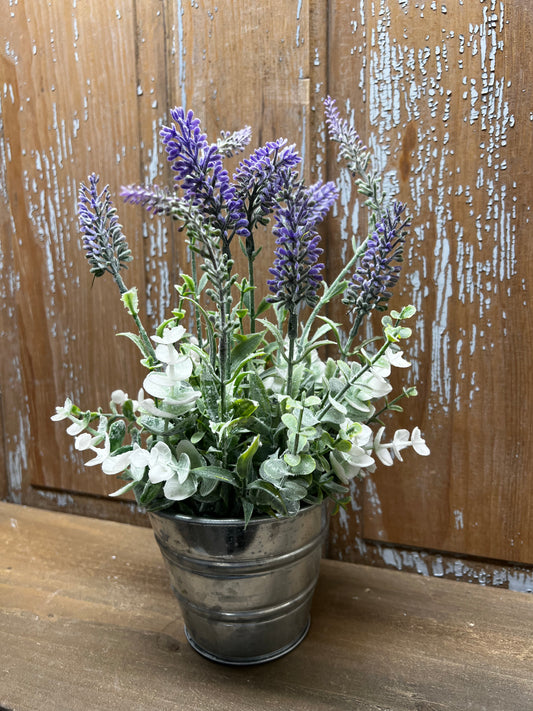 Potted Bush, LAUGHING LAVENDER